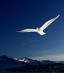 holyspirit1